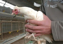 Spain bans the raising of poultry outdoors due to increase in bird flu cases