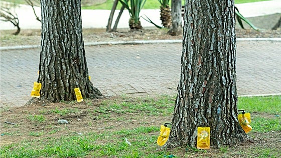 Marbella town hall carries out pest control measures on trees in San Pedro park