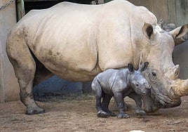 The newborn baby rhino with its mother.
