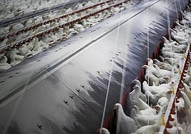 Government orders lockdown of all free-range poultry farms due to spread of bird flu