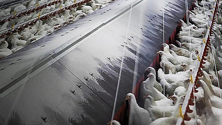 Government orders lockdown of all free-range poultry farms due to spread of bird flu