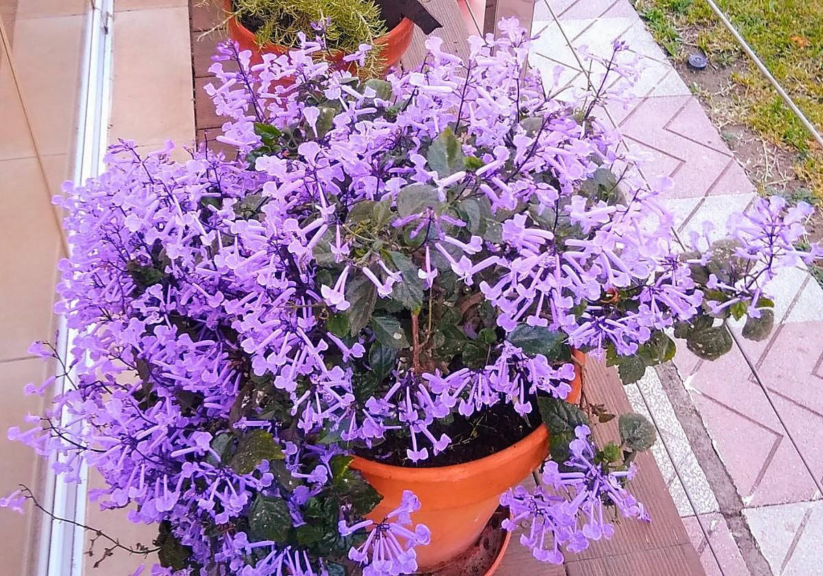 Plectranthus ecklonii.
