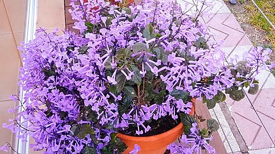 Gardening in southern Spain: Plectranthus ecklonii