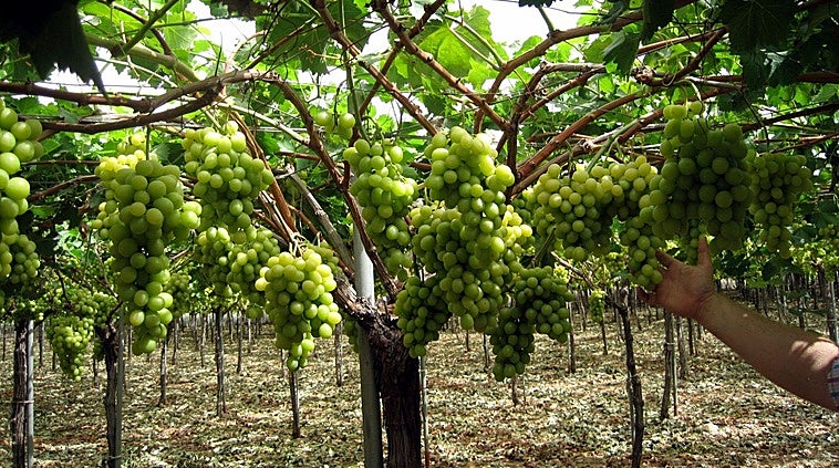 Stop talking 'terroir'