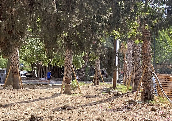 Palm and other tree species in Arroyo de la Miel.