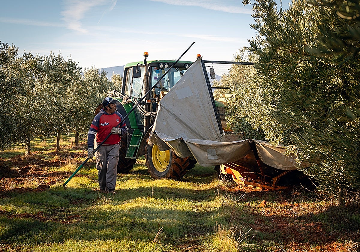 Antonio Olmo accompanies the tractor, a typical scene during the olive harvest on a farm near Campillos.