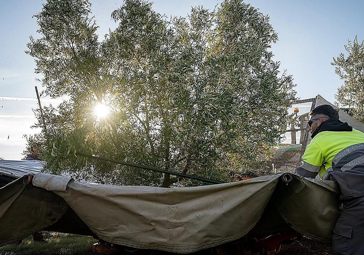 Imagen principal - A day harvesting olives in Malaga province: &#039;The trees are like water, without them there is no life&#039;
