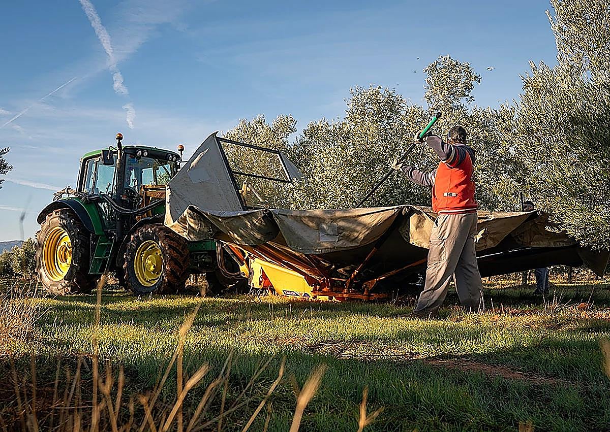 Imagen secundaria 1 - A day harvesting olives in Malaga province: &#039;The trees are like water, without them there is no life&#039;