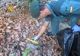 The Guardia Civil discovered poisoned bait in Jete.