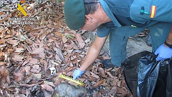 Elderly man, 85, arrested for placing poisoned bait in a village in southern Spain