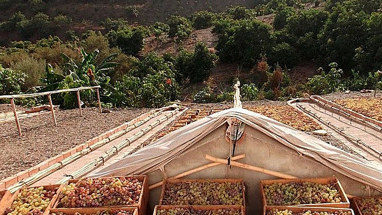 Competition seeks to promote Malaga raisins in baking
