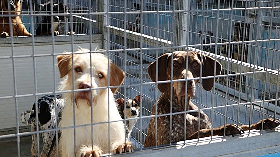 A Christmas market to raise funds for animals in shelters