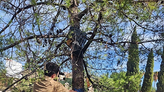 Cártama launches new campaign to prevent processionary caterpillar infestation