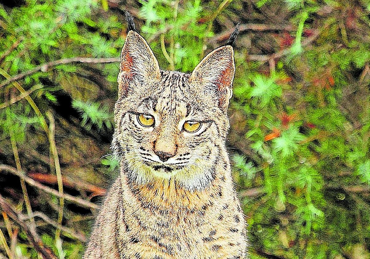 Lynx conservation programme achieves best ever result in Spain and Portugal this year