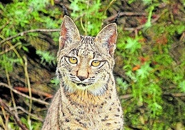 Iberian lynx.