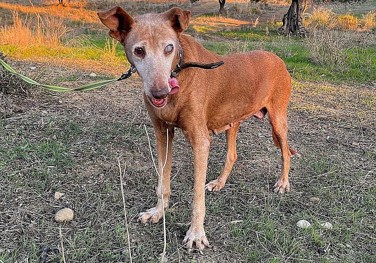 Luna the 14-year-old podenco