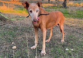 Luna the 14-year-old podenco