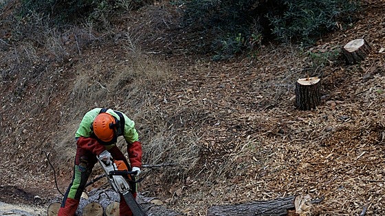 Battling the widespread death of Malaga's pine forests: the fight resumes around Malaga city, El Chorro and Sierra Tejeda