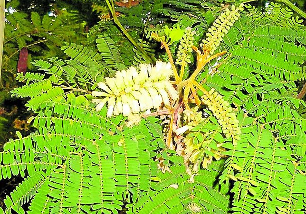 Paraserianthes lopantha.