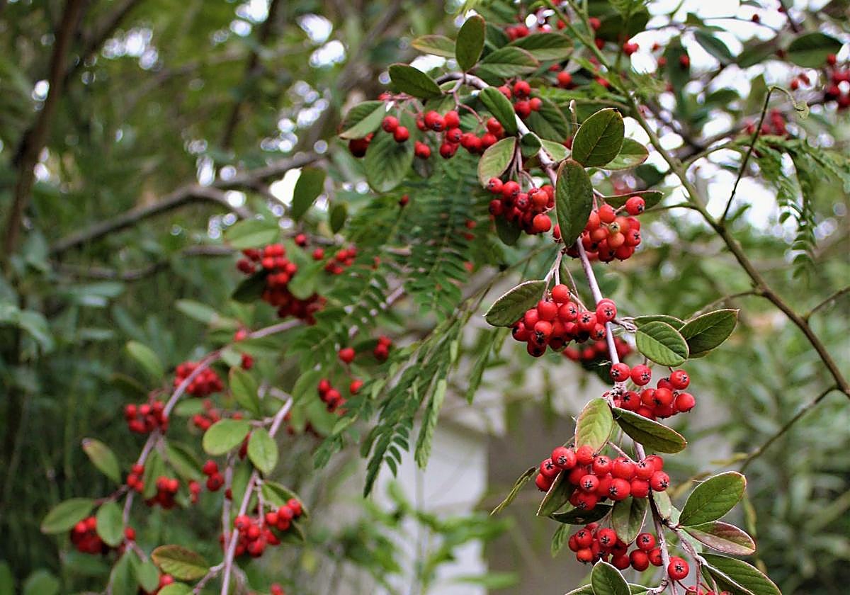 Cotoneaster coriaceus.