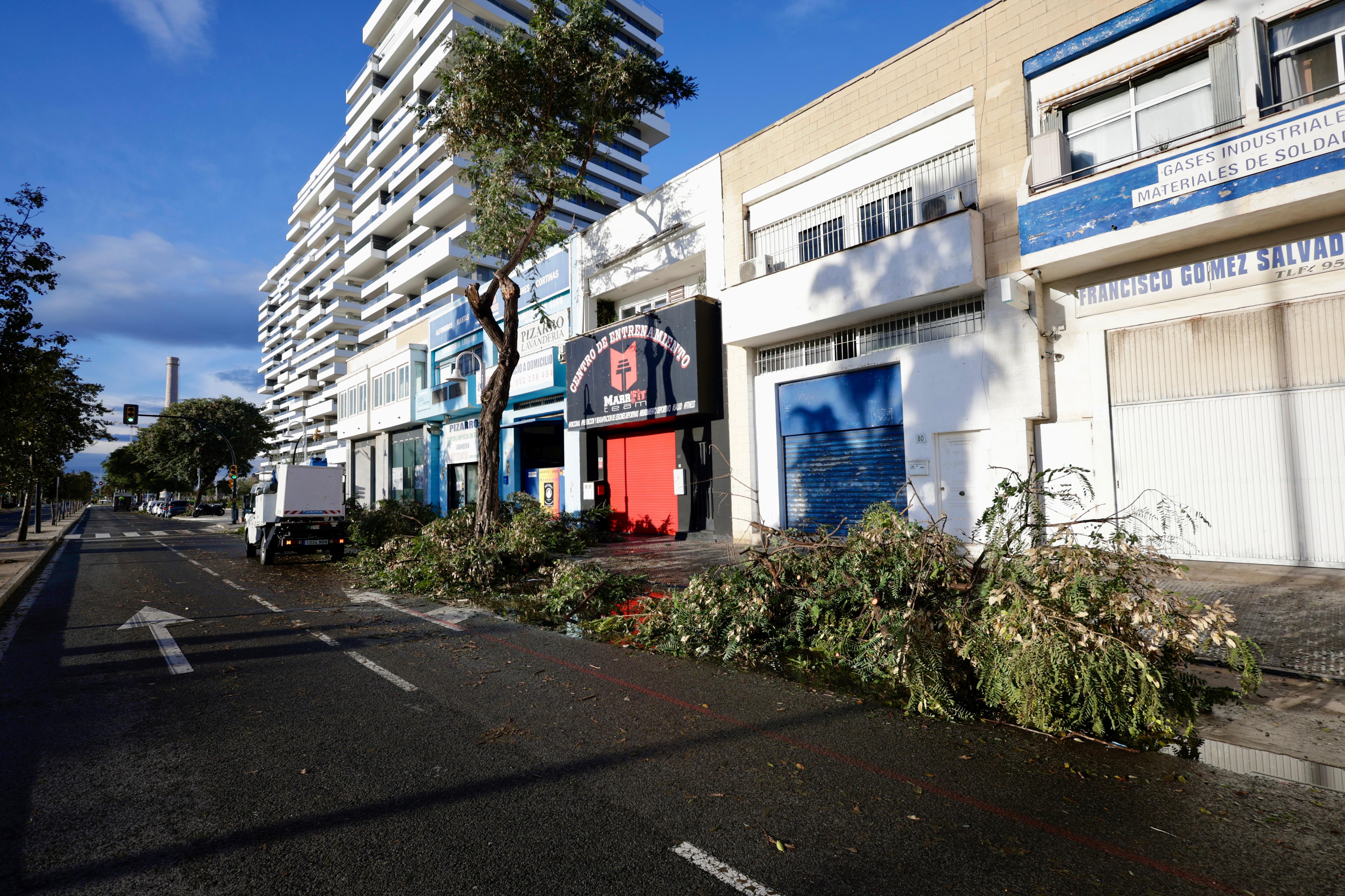 Trees have fallen in the area of calle Pacífico de la capital
