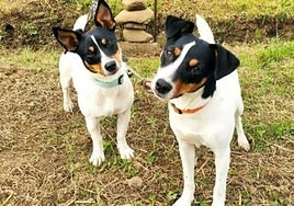 EU to implement new legislation relating to cats and dogs from 2028