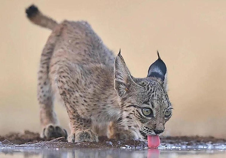 Embryos of rare Iberian lynx produced for first time in a laboratory in Spain