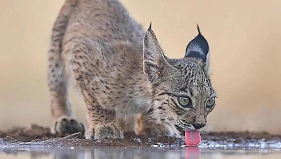 Embryos of rare Iberian lynx produced for first time in a laboratory in Spain