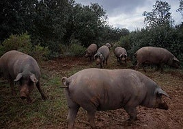 Pigs roam freely on a farm in the Serranía de Ronda.