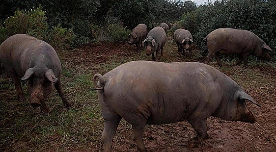 China imposes 20% tariffs on European pork but Spain benefits