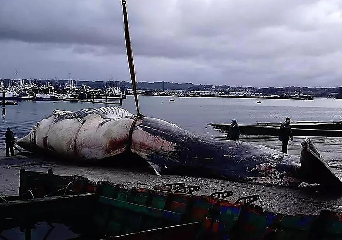 Imagen principal - Large-scale operation to remove 25-metre whale washed ashore in northern Spain