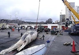 Removal of the whale.