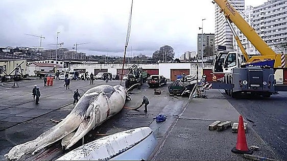 Large-scale operation to remove 25-metre whale washed ashore in northern Spain