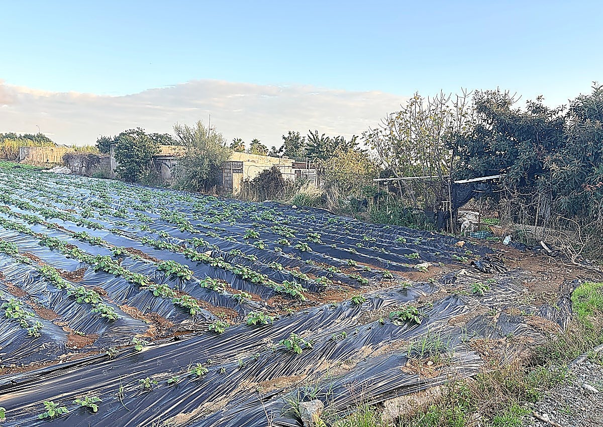 Imagen secundaria 1 - Images of the Vega de Maro area.