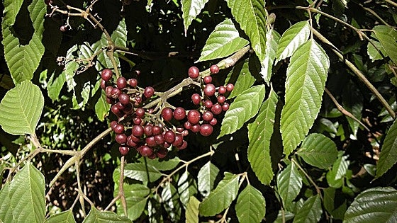 Gardening in southern Spain: Hawaiian holly