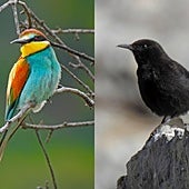 Bee eater and black wheatear.