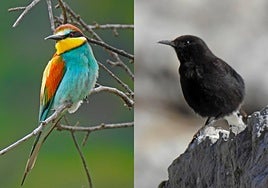 Bee eater and black wheatear.