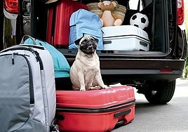 Less than one per cent of the 12,700 service areas in Spain are truly pet friendly.