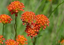 Lasiosiphon rubescens.