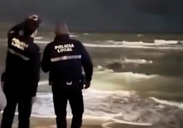 The pilot whale stranded on the beach at Puerto Marina.
