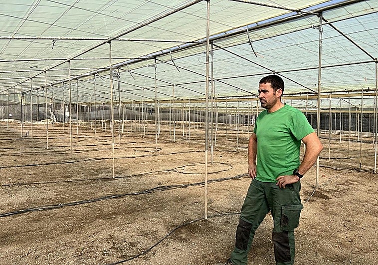 Tobacco thrips pest affects pepper production on Granada's Costa Tropical