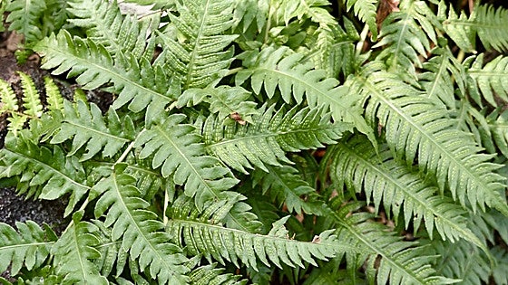 Woodwardia prolifera