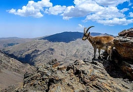 Mountain goat in the high peaks of the Sierra Nevada, where the world's largest population of this species is found.