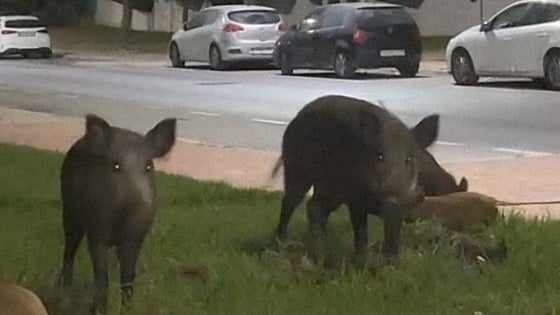 Wild boar hunt authorised with 75 posts in Malaga province town due to overpopulation in mountainous areas