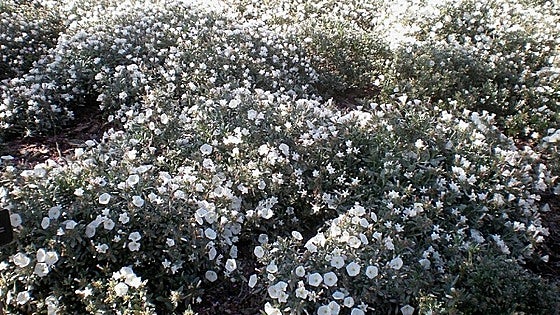 Convolvulus cneorum