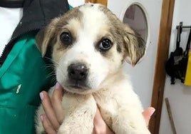 One of the mastiff puppies born in Almeria.