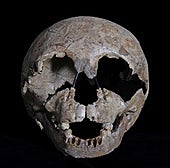 Gibraltar National Museum to celebrate century since discovery of Neanderthal child's skull