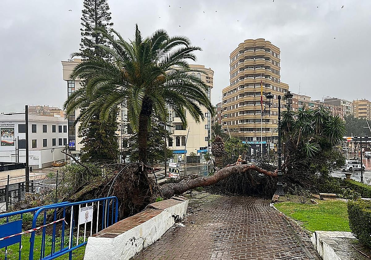 Large pine tree falls in Motril on Spain's Costa Tropical during Storm Joseph