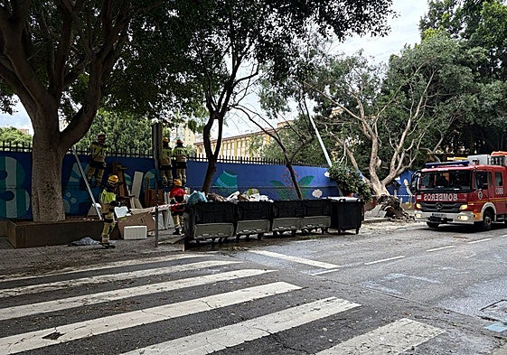 The ficus tree that fell on the facade of CEIP Eduardo Ocón on Wednesday.