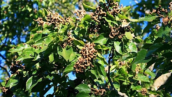 Japanese raisin tree